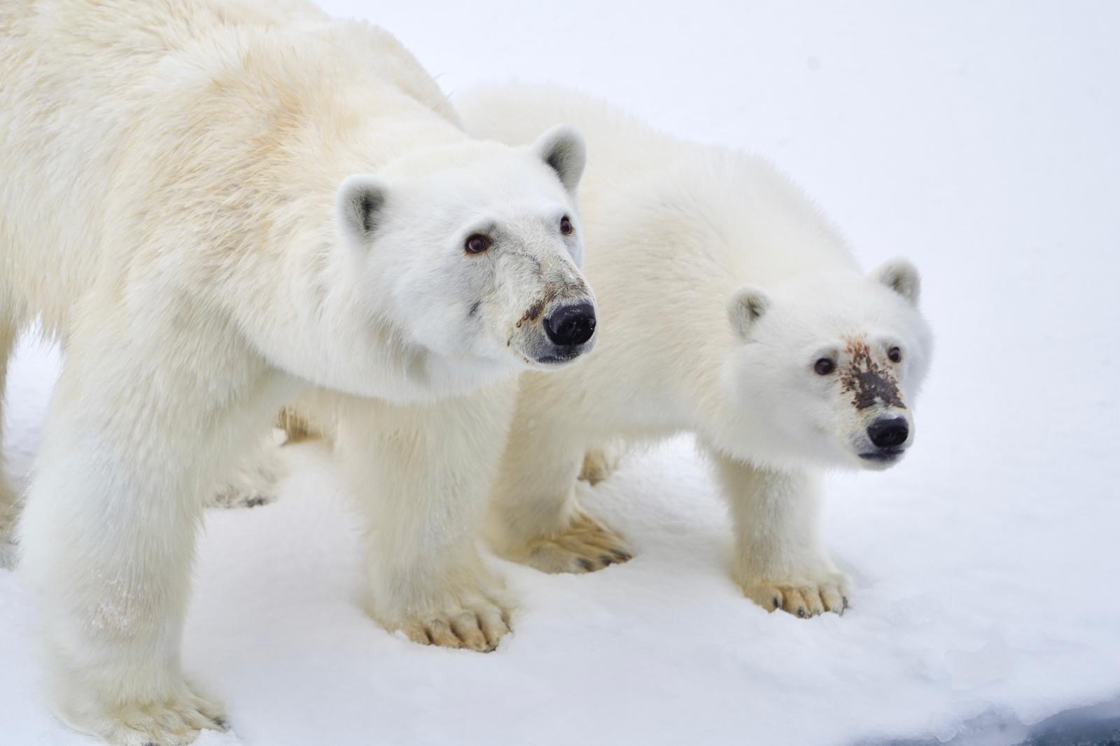 2026年2月19日 Feb 19 ― PONANT日本支社長によるトーク『南極と北極を旅する魅力 』/ "Journey to the Ends of the Earth - The Arctic & Antarctic" by Ponant Cruise Japan President Ryo Ijichi