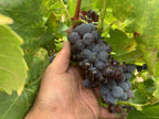 南アフリカ、テロワールの旅 | South African Wine Discovery