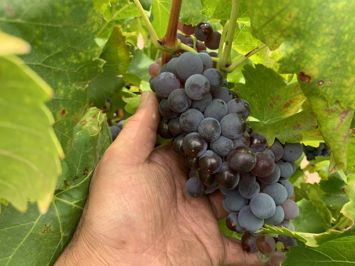 南アフリカ、テロワールの旅 | South African Wine Discovery