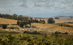 南アフリカ、テロワールの旅 | South African Wine Discovery