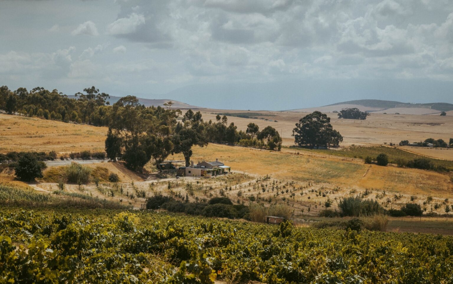 南アフリカ、テロワールの旅 | South African Wine Discovery